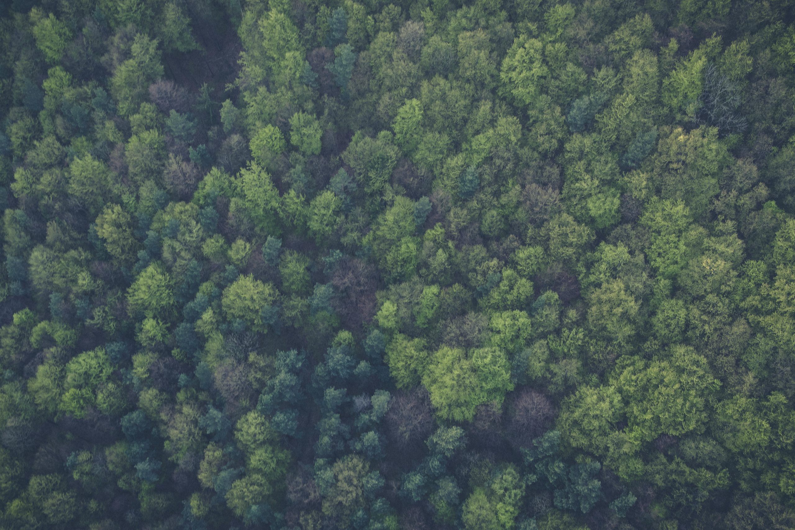 Aerial trees