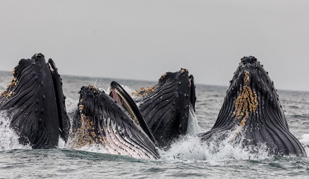 A school of four humpback whales poking their heads above the water's surface.