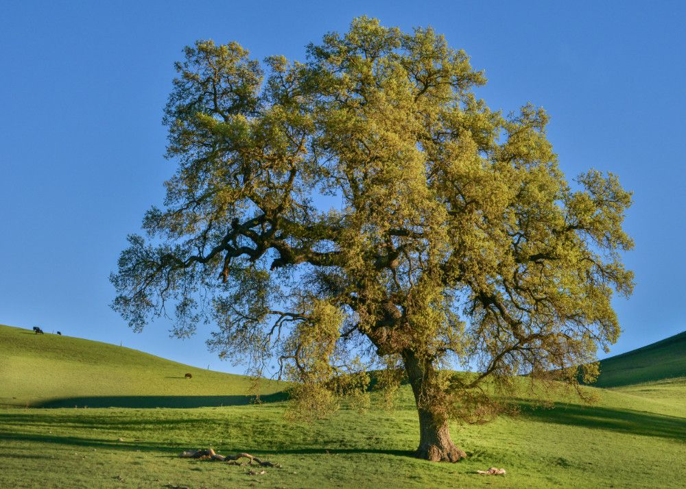 Lone deciduous tree in green field with blue sky behind.