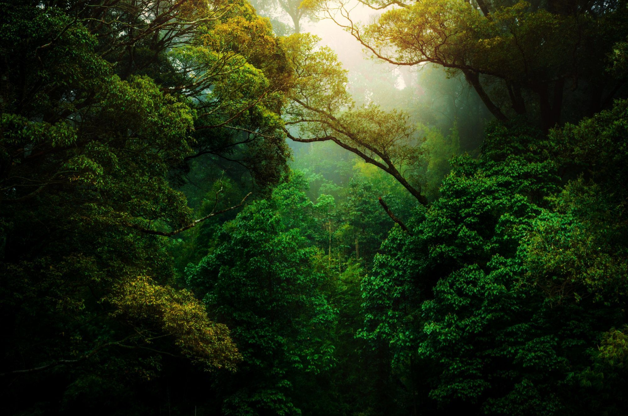 A mass of green trees in the middle of tropical rainforest.