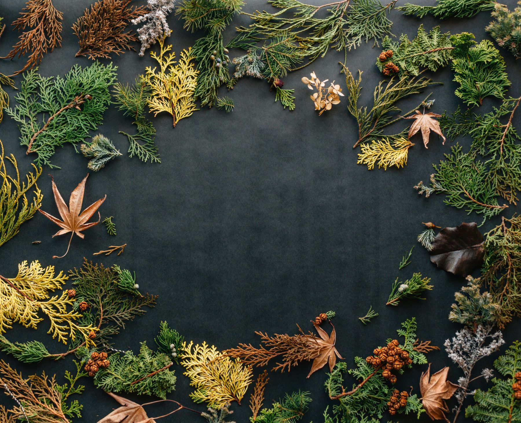 Various leaves from Christmas-related plants arranged in circle on black tablecloth.