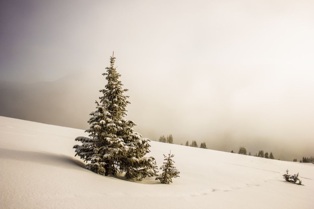 Large, snow-covered evergreen tree next to baby evergreen tree, stood on a white snowy slope.