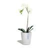 ECOPOTS Morinda orchid pot White