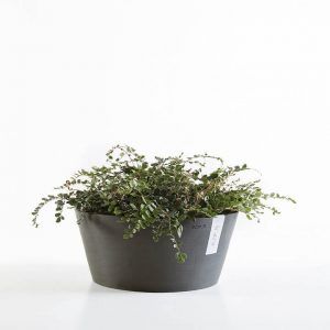 ECOPOT Sustainable Plant Pots