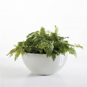 ECOPOT Sustainable Plant Pots