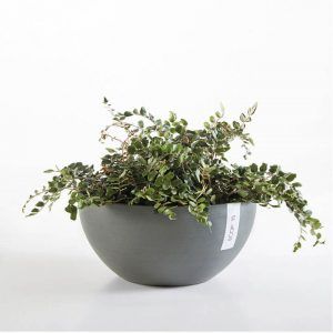 ECOPOT Sustainable Plant Pots