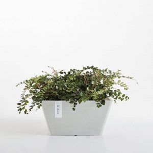 ECOPOT Sustainable Plant Pots