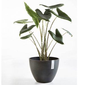 ECOPOT Sustainable Plant Pots