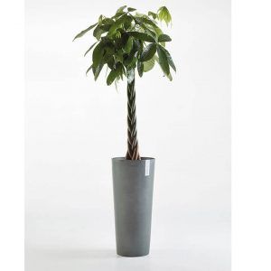 ECOPOT Sustainable Plant Pots