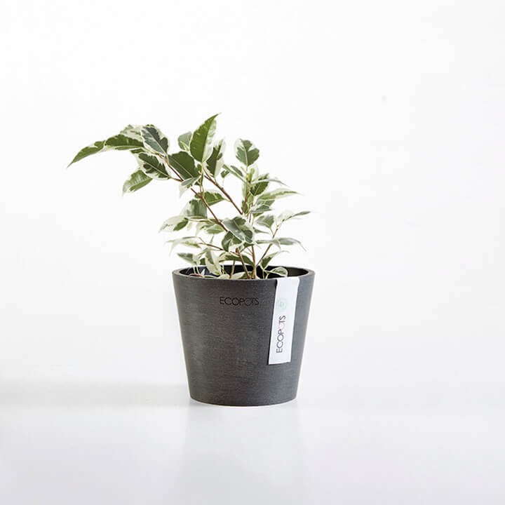 ECOPOT Sustainable Plant Pots