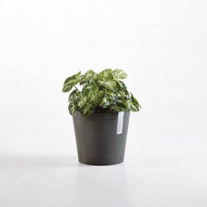 ECOPOT Sustainable Plant Pots