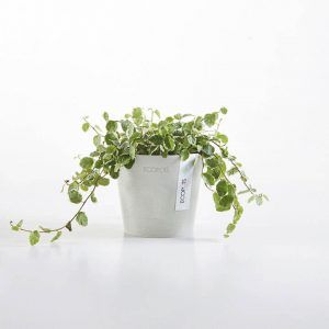 ECOPOT Sustainable Plant Pots