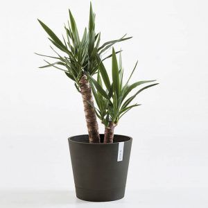 ECOPOT Sustainable Plant Pots