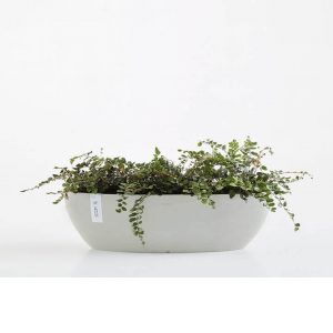 ECOPOT Sustainable Plant Pots