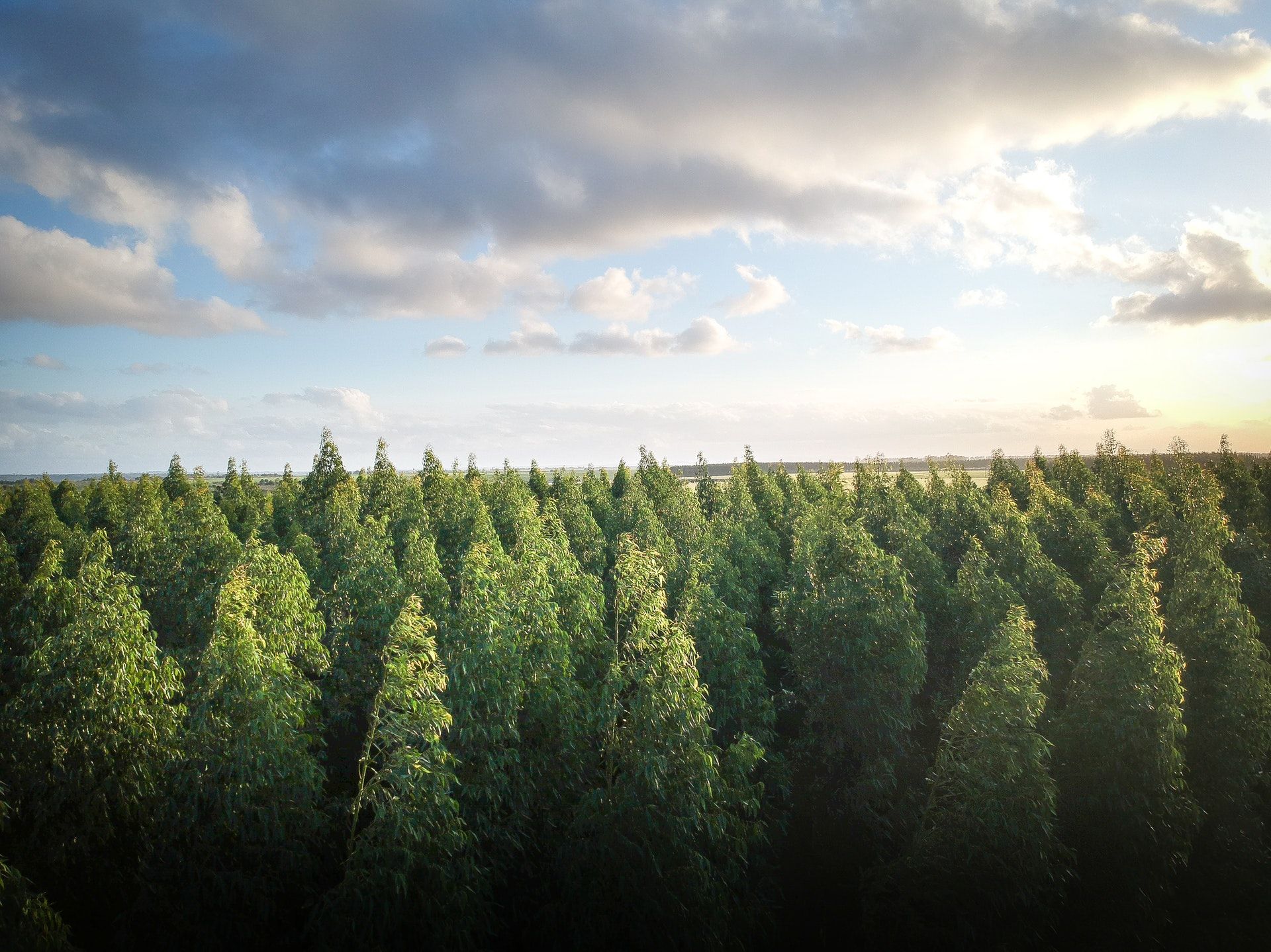 Aerial Forest Shot