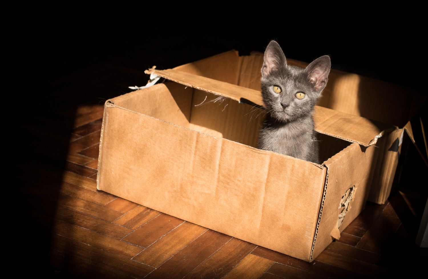 Dark grey cat sitting in open rectangular cardboard box with its head poking out the top.