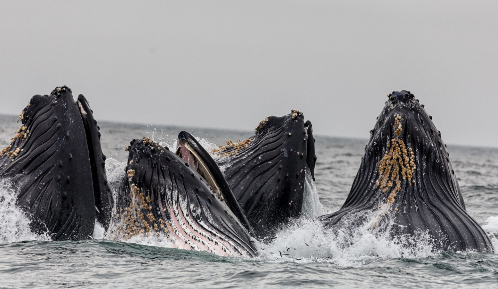 A school of four humpback whales poking their heads above the water's surface.