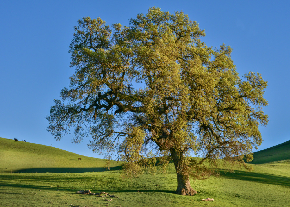 Lone deciduous tree in green field with blue sky behind.