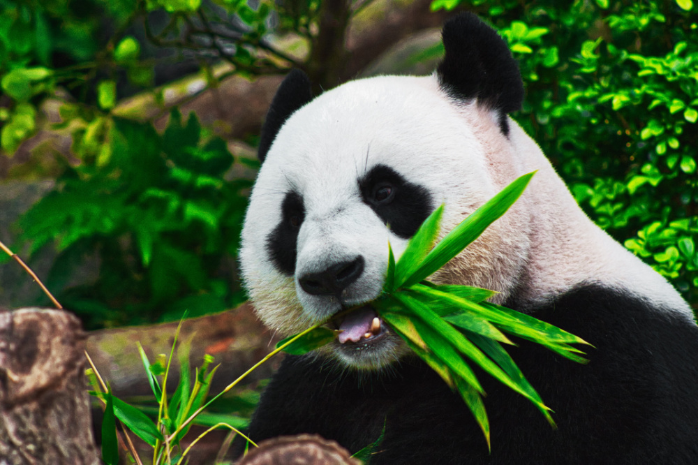 Close up of Giant Panda eating bamboo in the jungle.