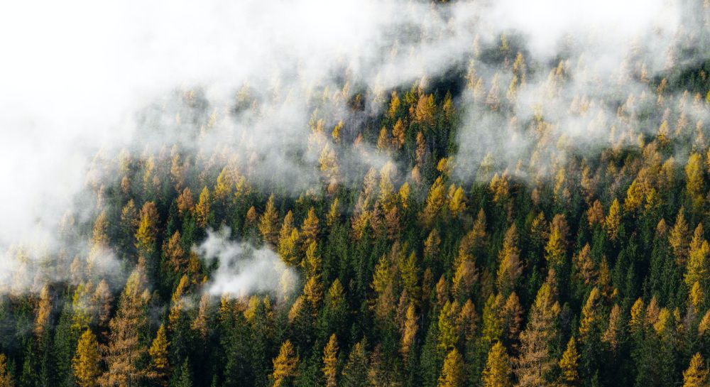 Coniferous forest in Autumn with clouds above.